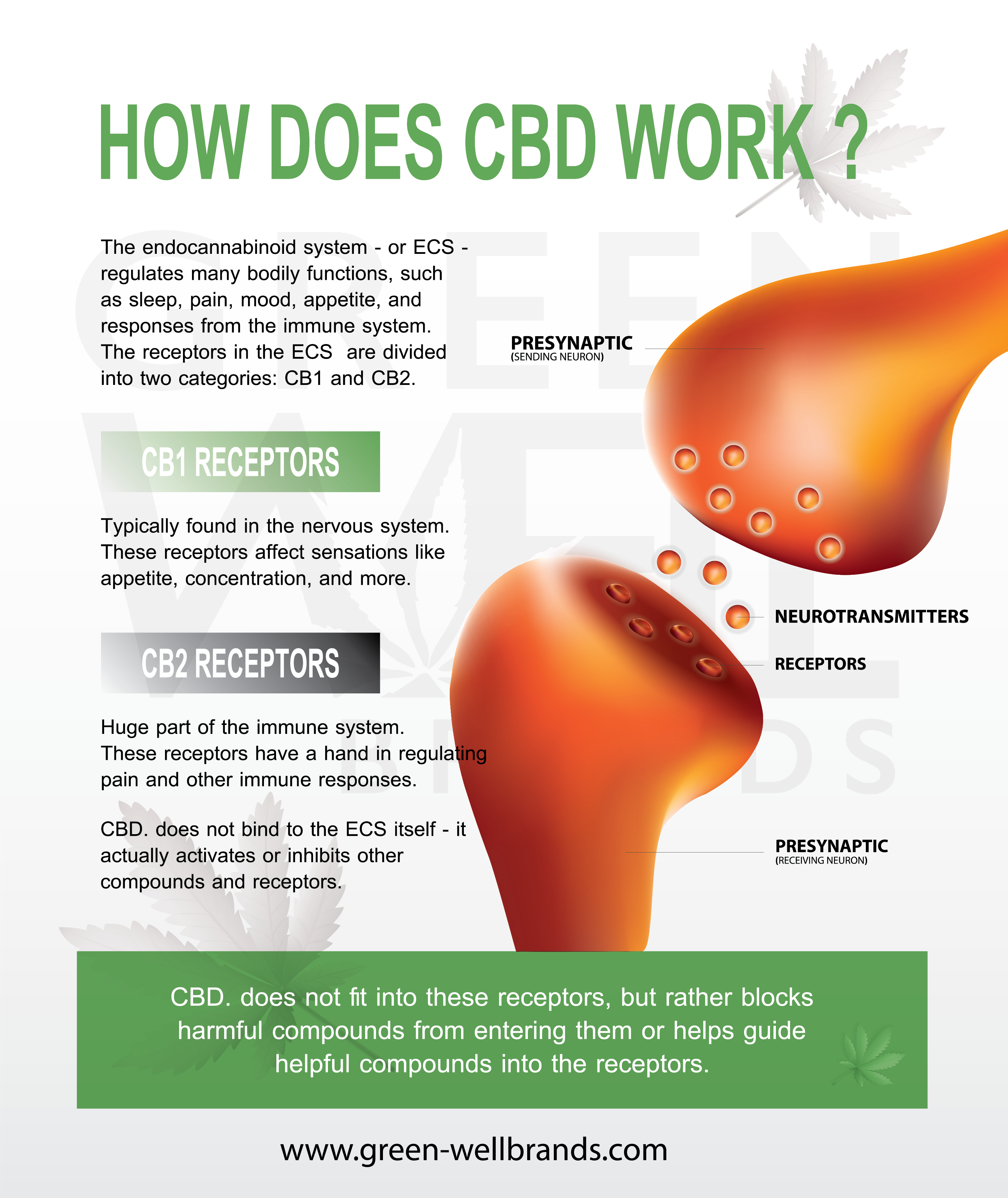 The basics on how CBD works within the body